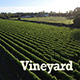 Vineyard - VideoHive Item for Sale