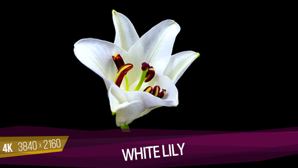 White Lily alt