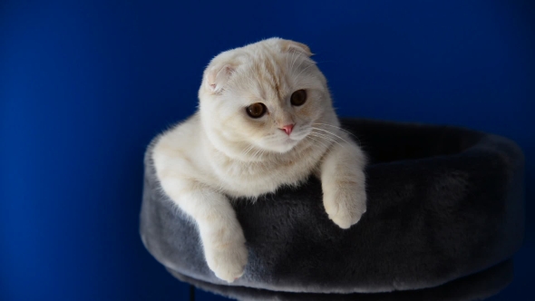 Scottish Fold Kitten Lying On  Couch