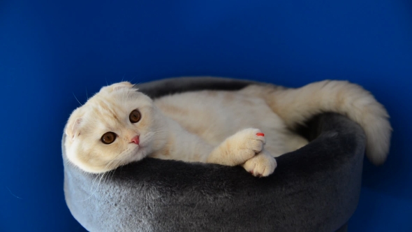 Scottish Fold Kitten Lying On  Couch