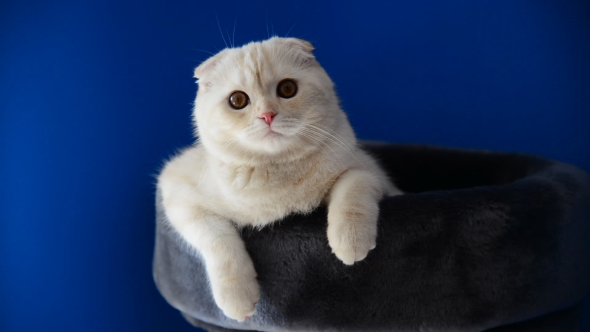 Scottish Fold Kitten Lying On  Couch