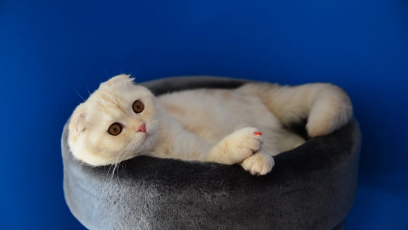 Scottish Fold Kitten Lying On  Couch