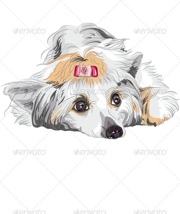 Vector Sketch Dog Chinese Crested breed