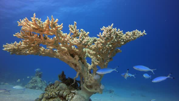 Coral Garden Hard Corals alt