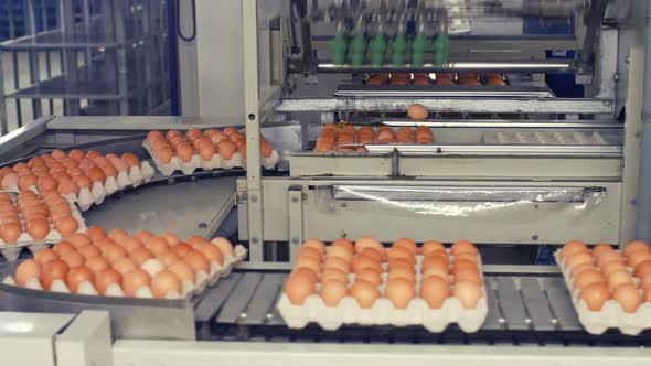 Eggs moving on the production line alt