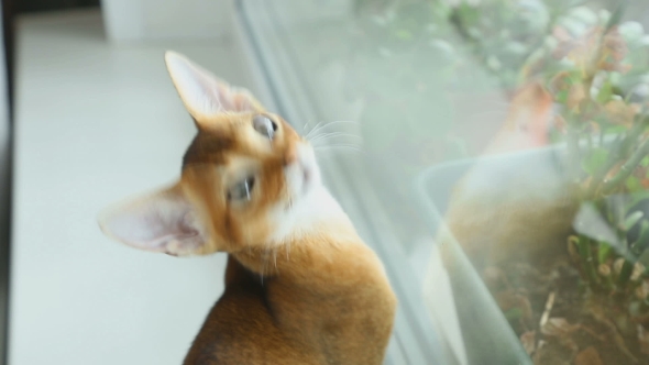 Abissynian Kitten Hunts alt