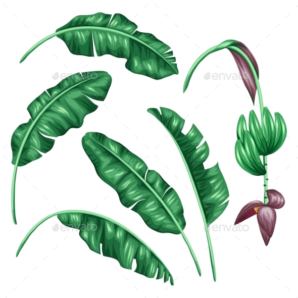 Set Of Stylized Banana Leaves. Decorative Image - Flowers & Plants Nature