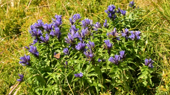 Beautiful Butterfly Comes Down On Willow Gentian Flowers In Summer