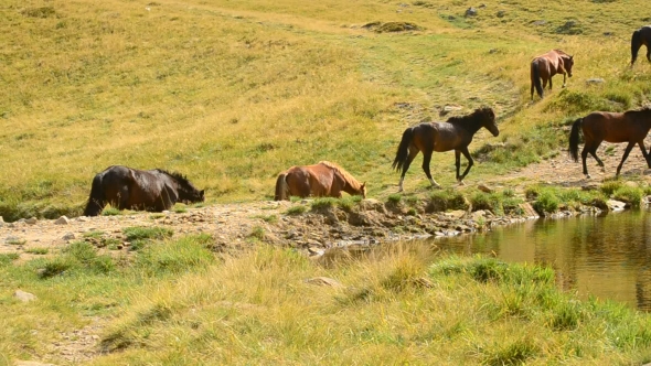 Herd Of Horses Walk Along a Lake In Mountain Landscape In Summer