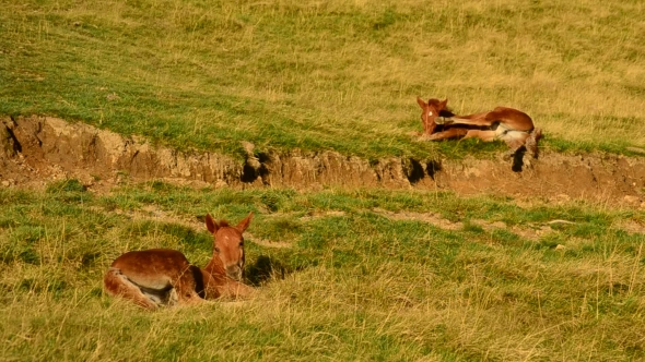 Two Cute Brown Foals Lie On Pasture In Field And Relax At Dawn