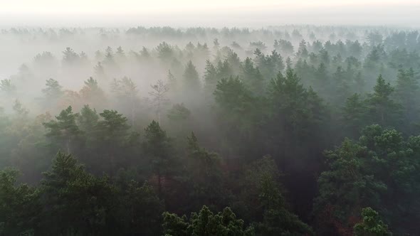 Flying Over Deep Fog Forest Before Sunrise. Pine Tree in the Mist Aerial Shot alt
