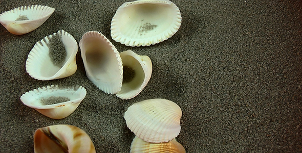 Seashells Falling on the Sand