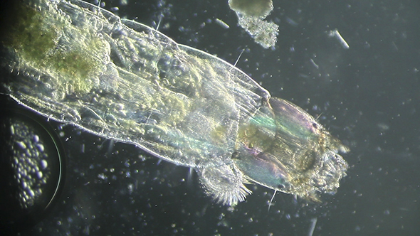 Microscopy: Mosquito Larvae 05
