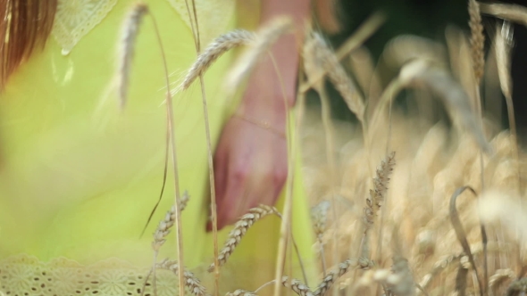 Beautiful Girl With Long Hair Walking Between The Ears Of Wheat. 