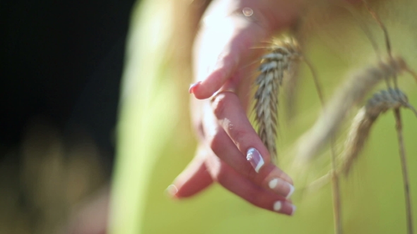 Well-groomed Hand Touches Ripe  Ears Of Rye.