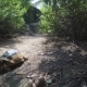 Aldabra Giant Tortoise In Nature - VideoHive Item for Sale