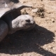 Aldabra Giant Tortoise In Nature - VideoHive Item for Sale