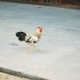 Tropical Cock Walking On Asphalt Road - VideoHive Item for Sale