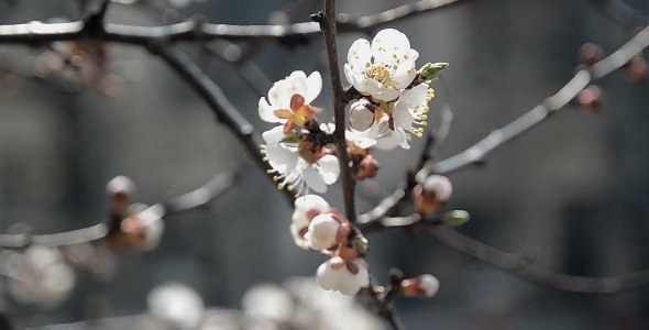 Tree Branch Spring Flowers Fruits 1 alt