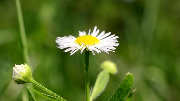  Of White And Yellow Daisy Flower Trembling In Breeze