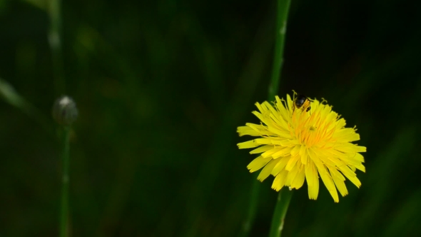 Worker Bee Collects Pollen On Yellow Dandelion Flower In Summer