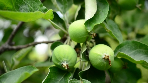 Human Hands Touch Green Unripe Apples 