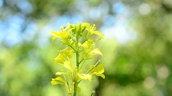 Small Insect Alights On Yellow Flower 