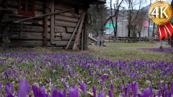 Filed of Purple Crocus Flowers in Spring alt