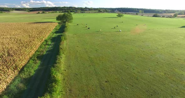 Aerial View Of Cornfield And Meadows With Cows 4 alt