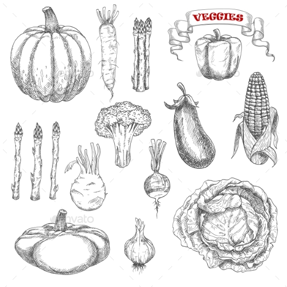 Ripe Farm Vegetables Sketches Set - Food Objects