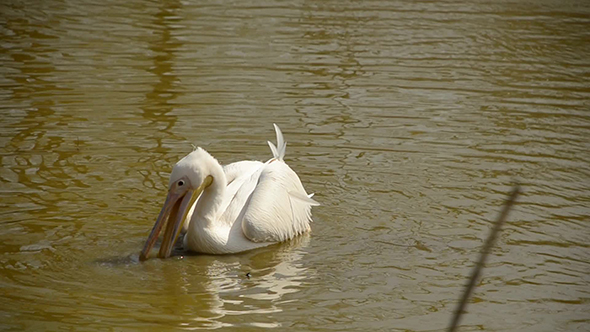 Pelican Swimming in the Pond and Looking For Food