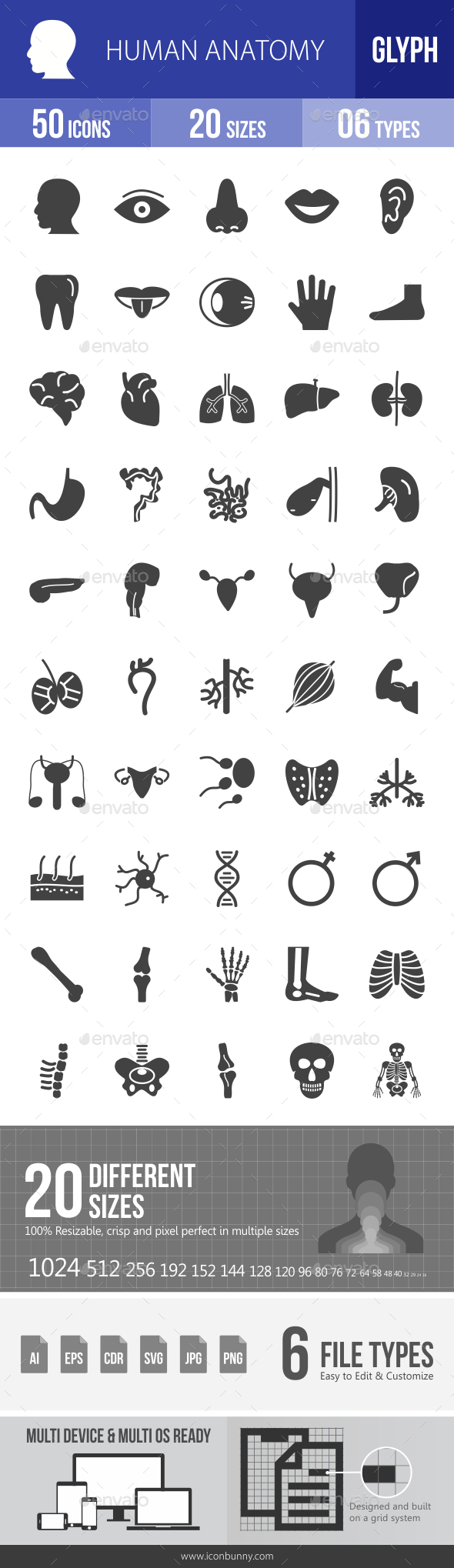 Human Anatomy Glyph Icons - Icons