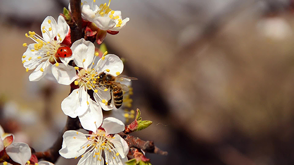 Bee and Ladybug on Blooming Cherry Tree