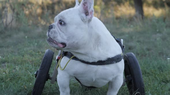 The Dog is Disabled alt