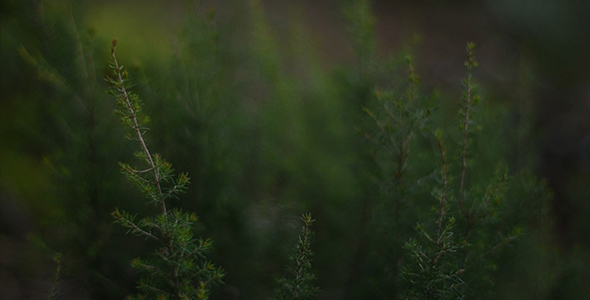 Green Heather Spring Mediterranean Forest