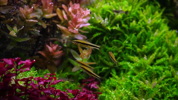 Aquarium And Fish alt