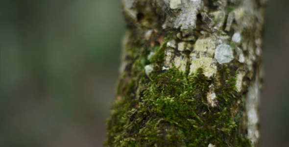 Cork from a Holm Oak and Green Moss