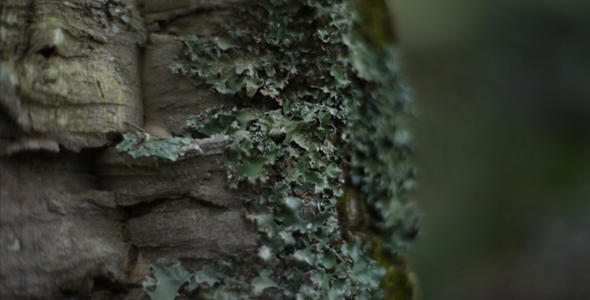 Old Holm Oak's Cork - Mediterranean Trees and Green Moss