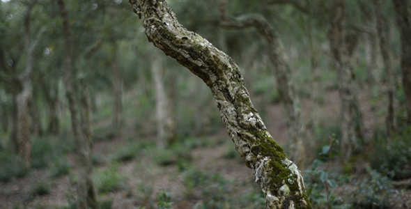 Cork Holm Oak and Green Moss - Pack 2 Videos