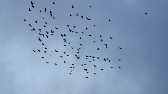 Flying Flocks Of Pigeons 