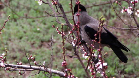 Crow Sit On a Blossoming Apricot And Eat Blooming Flower alt