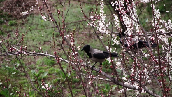 Two Crows Are Sitting On a Blossoming Apricot And Eat Blooming Flower alt