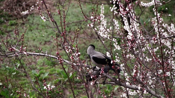 Two Crows Are Sitting On a Blossoming Apricot And Eat Blooming Flower alt