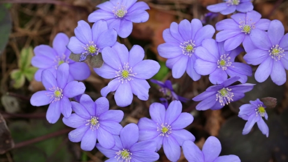 The First Spring Flowers In The Wild Forest.