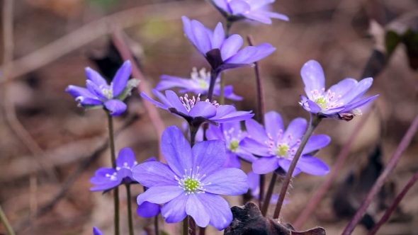 The First Spring Flowers In The Wild Forest