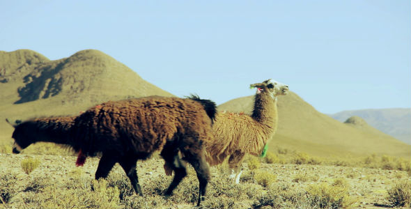 Natural Scene of Llamas Feeding in Andes Highlands alt