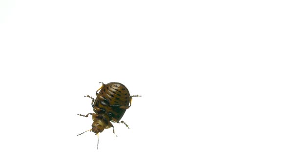 Colorado Potato Beetle Bug Walking on White Background. Bottom View alt