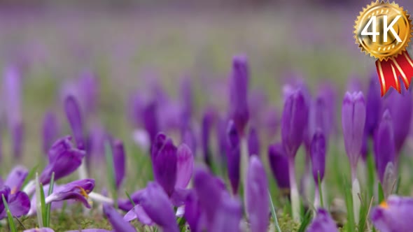 Filed of Purple Crocus Flowers in Spring