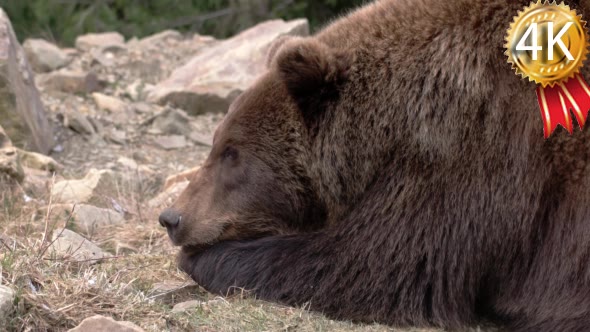 Brown Bear, Eating, Sitting, Looking, Nature,