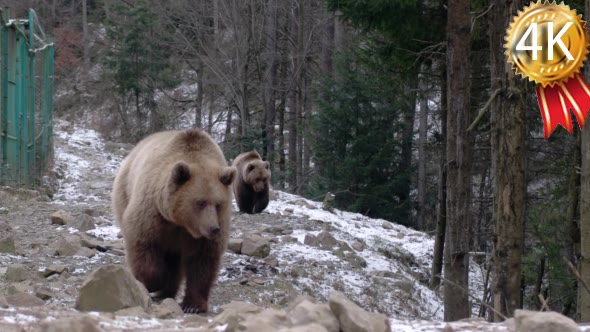 Two Brown Bears, Elooking For Food, Wilderness